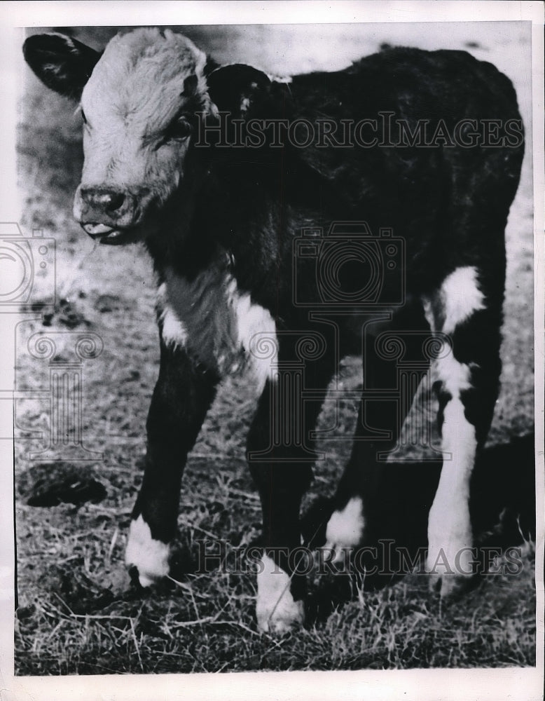 1950 Press Photo Raton, New Mex. calf at ranch of Earl Smith- Historic Images