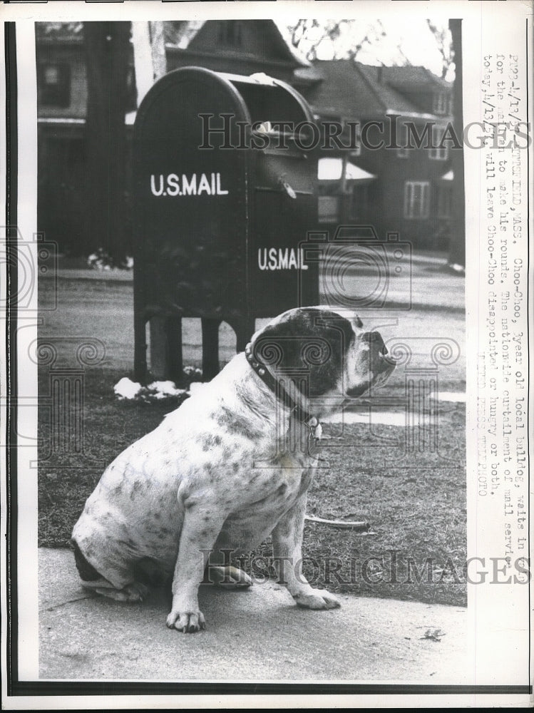 1957 Press Photo Choo Choo bulldog waits for postman but nationwide curtailment