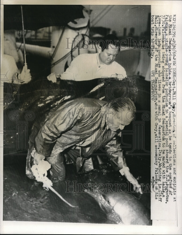 Load image into Gallery viewer, 1960 Press Photo New York Captin Brill Gray SS Augustus - neb74446

