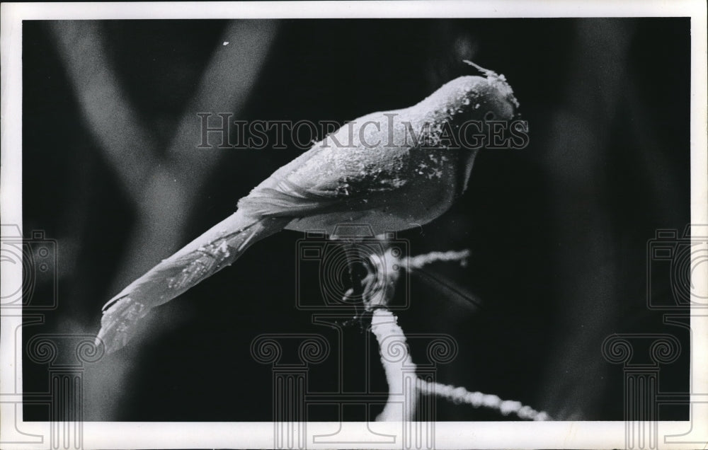 1970 Press Photo Bird Cleveland Federal savings- Historic Images