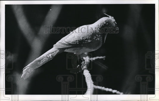 1970 Press Photo Bird Cleveland Federal savings- Historic Images