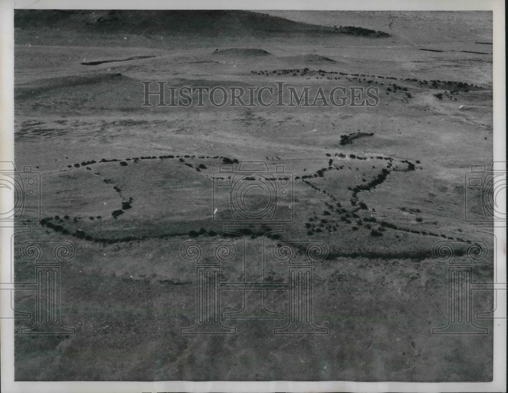 1959 Press Photo Aerial view of the trees &amp; bushes fashioned as the map of Texas- Historic Images