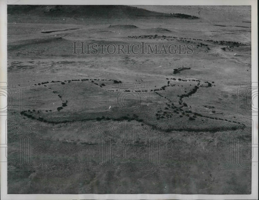 1959 Press Photo Aerial view of the trees & bushes fashioned as the map of Texas- Historic Images