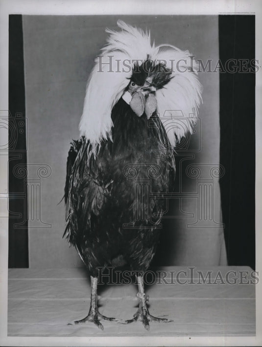 1945 Press Photo A white crested black polish cockerel in Syracuse New York- Historic Images