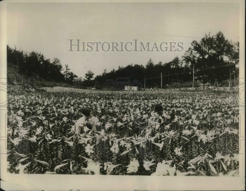 1927 Press Photo Fields of lily flowers in bloom - neb90900