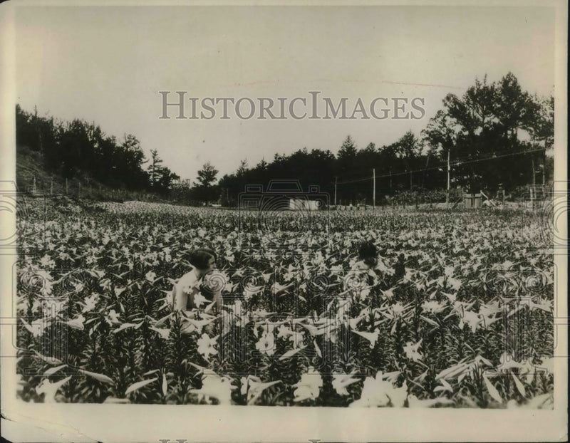 Load image into Gallery viewer, 1927 Press Photo Fields of lily flowers in bloom - neb90900
