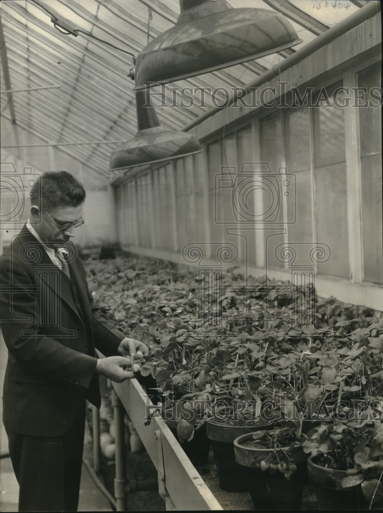 1931 Press Photo Strawberry Plants