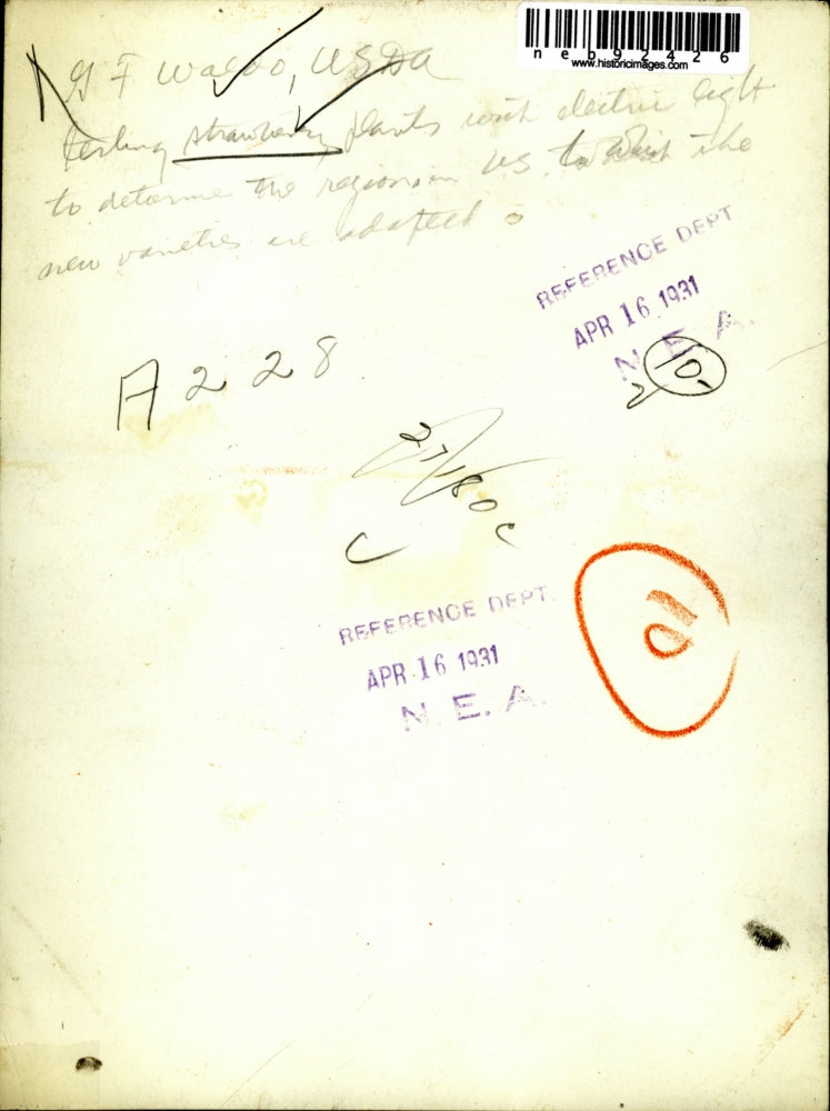 1931 Press Photo Strawberry Plants