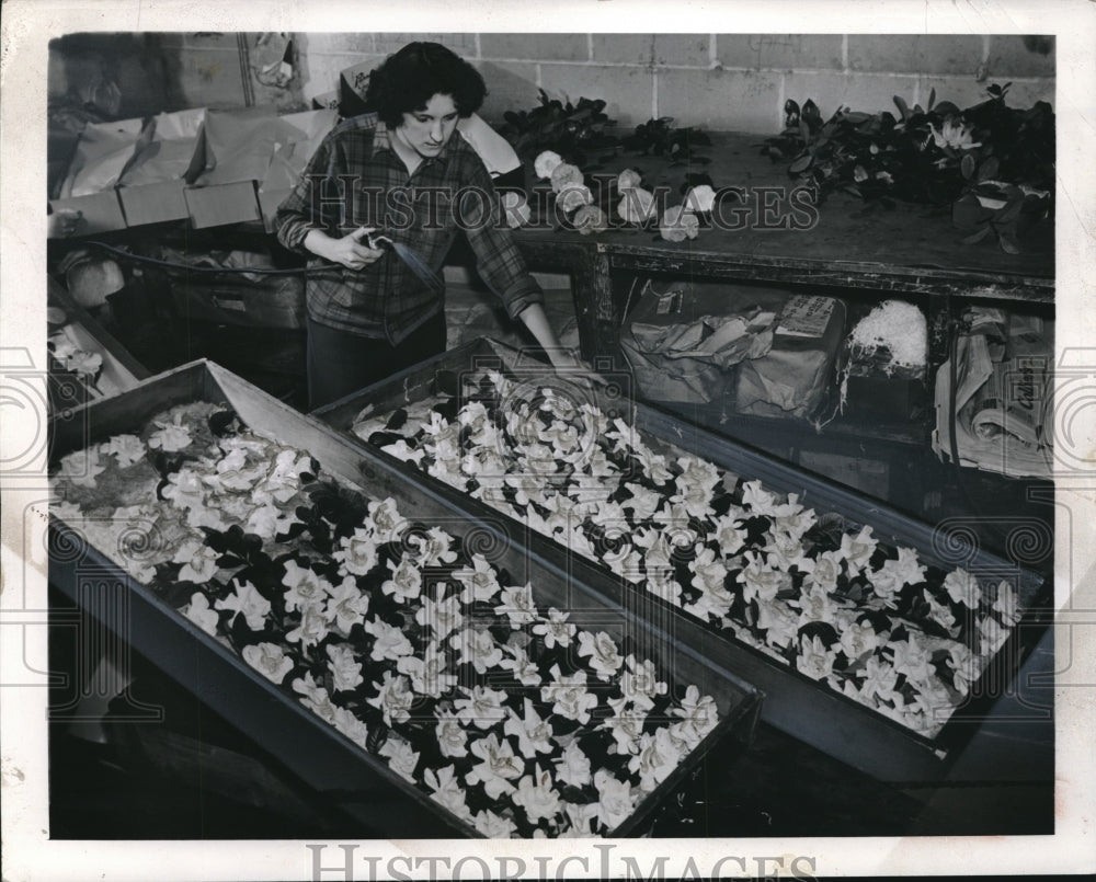 1942 Press Photo Florist in Greenhouse - neb96422