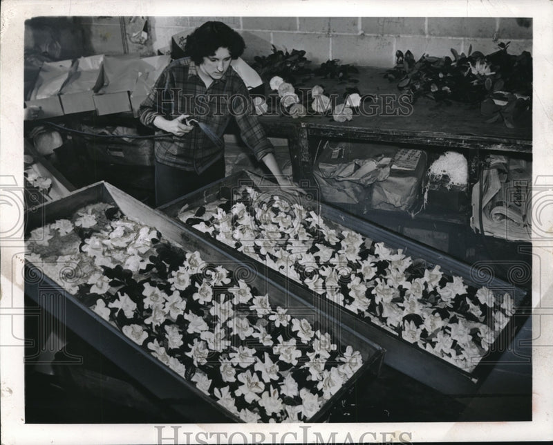 Load image into Gallery viewer, 1942 Press Photo Florist in Greenhouse - neb96422
