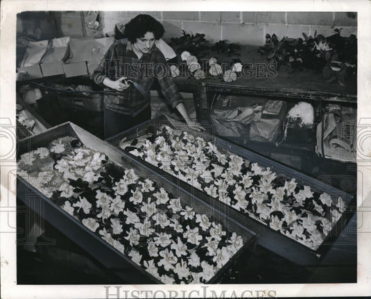 1942 Press Photo Florist in Greenhouse - neb96422