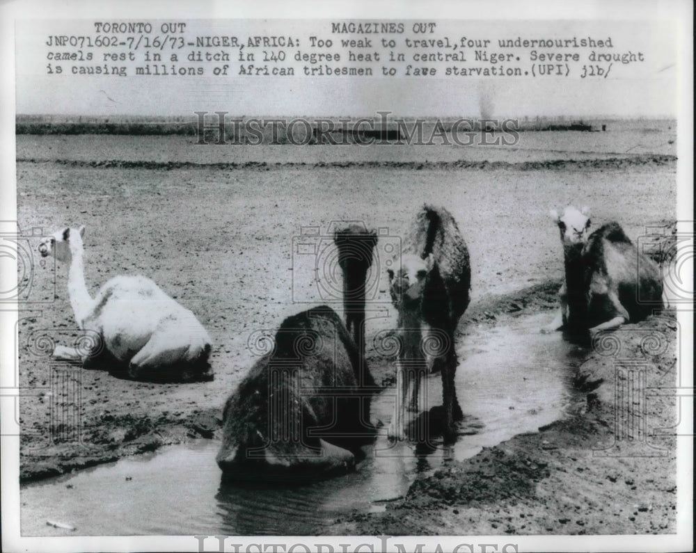 1973 Press Photo Undernourished Camels Rest in Ditch in Central Niger, Africa