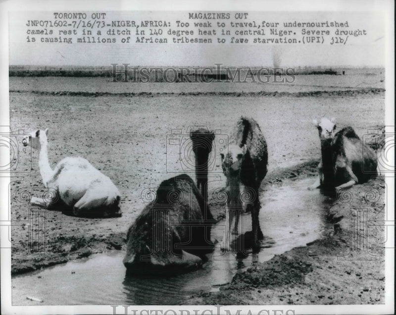 Load image into Gallery viewer, 1973 Press Photo Undernourished Camels Rest in Ditch in Central Niger, Africa
