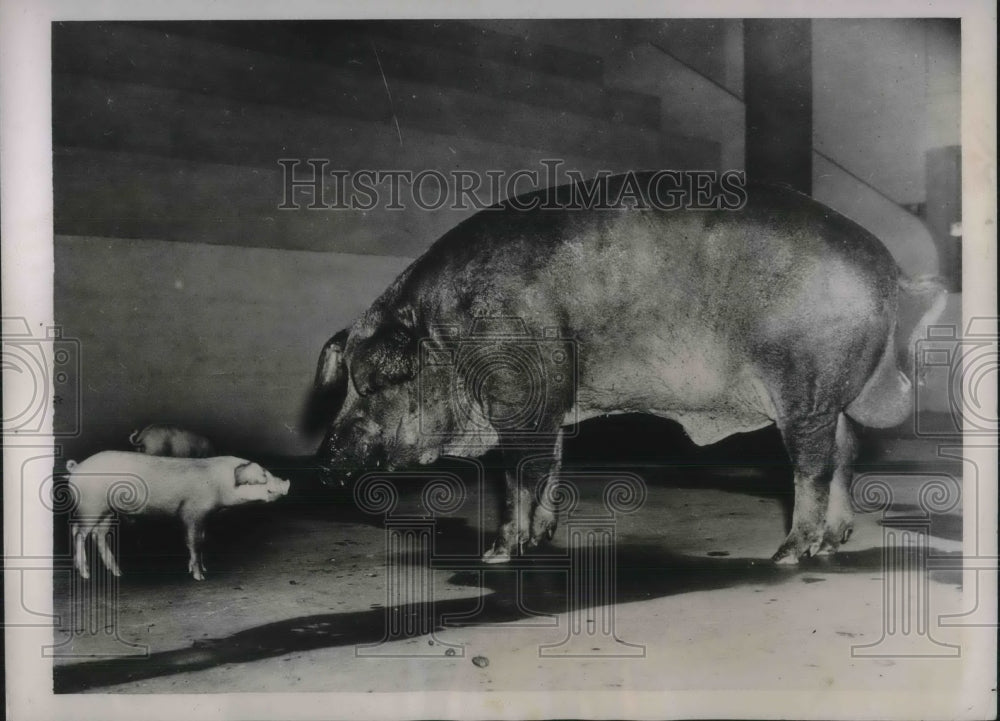 1936 Press Photo Doc Sharpley, Prize Duroc Boar, weighs an even 1,000 pounds- Historic Images