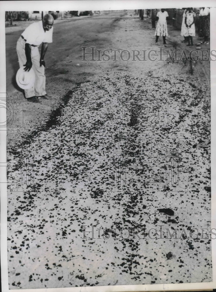 1956 Press Photo Phoenix Arizona Jesse Garrett Ants Take Over City Streets