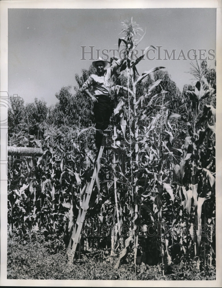 1958 Press Photo Frank Mejia Standing Next to Mexican Corn in California- Historic Images