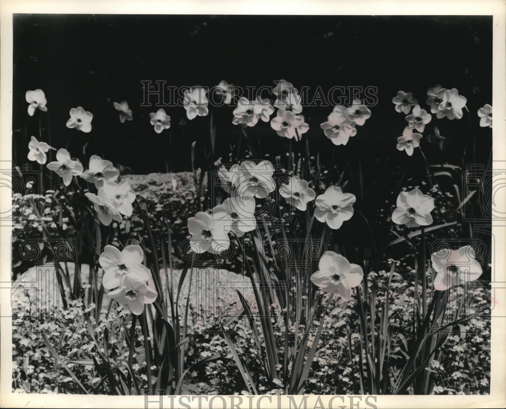 1952 Press Photo Flowers - Historic Images