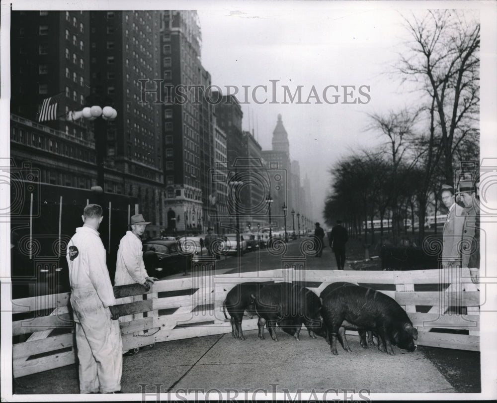 1954 Press Photo Pigs in the streets of Michigan Ave, waiting transport- Historic Images