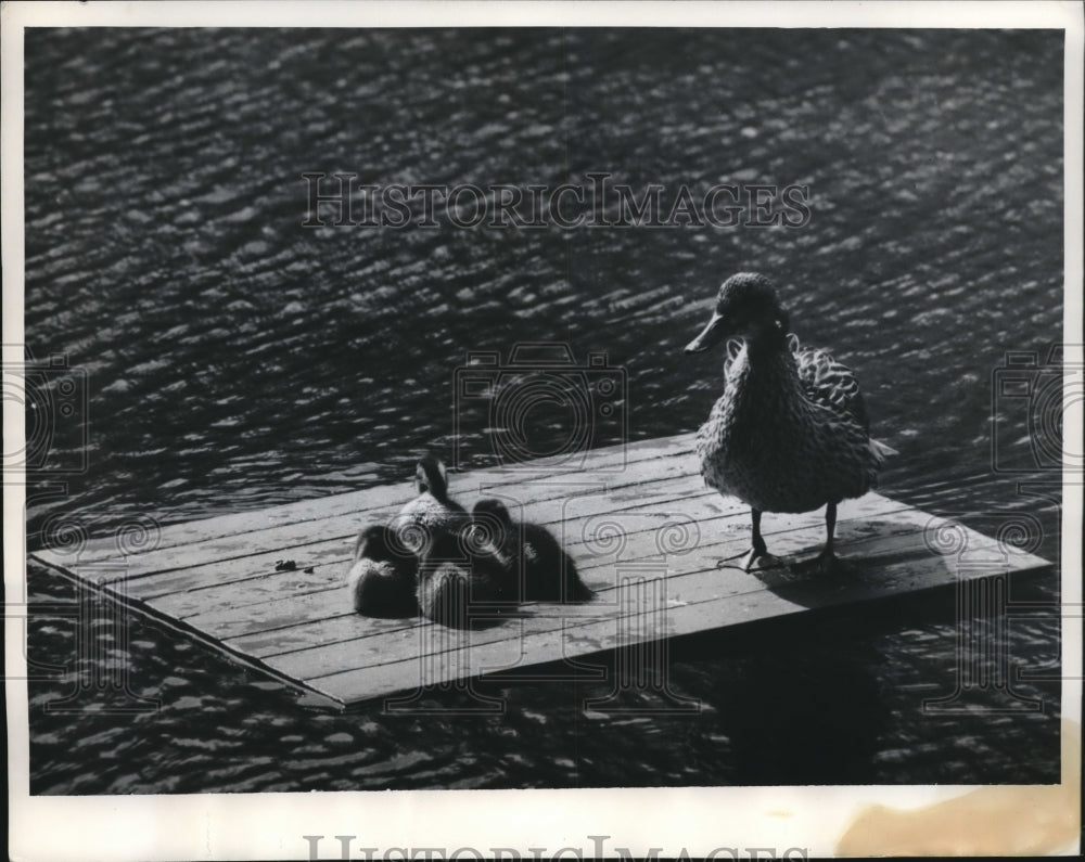 1970 Press Photo Mother Duck And Her Children Too Lazy To Fly- Historic Images