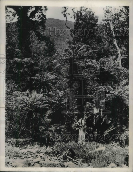 1940 Press Photo New Zealand's Abundant Vegetation Semi-Tropical