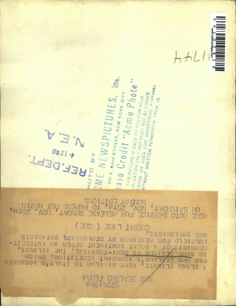 1940 Press Photo New Zealand's Abundant Vegetation Semi-Tropical