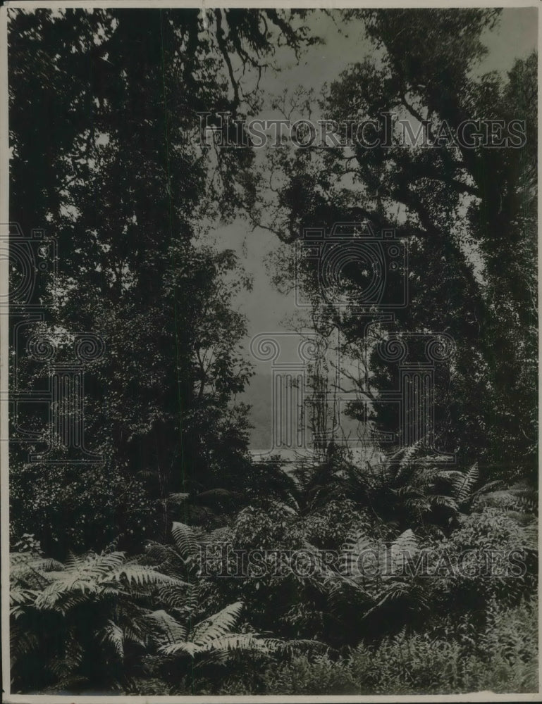 1926 Press Photo New Zealand "Bush" Route to Franz Joseph Glacier - nec06257