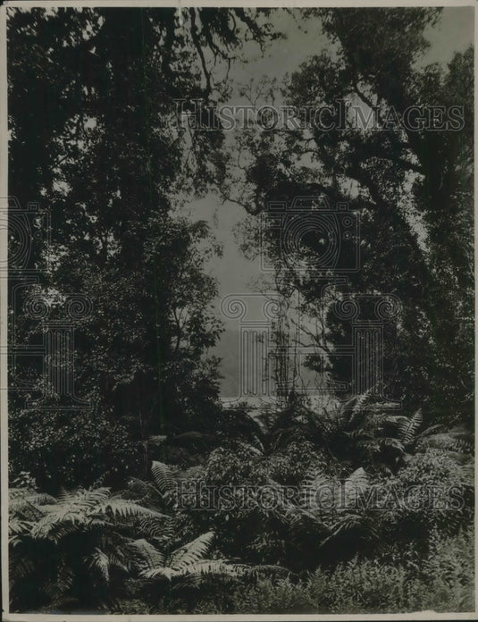 1926 Press Photo New Zealand "Bush" Route to Franz Joseph Glacier - nec06257