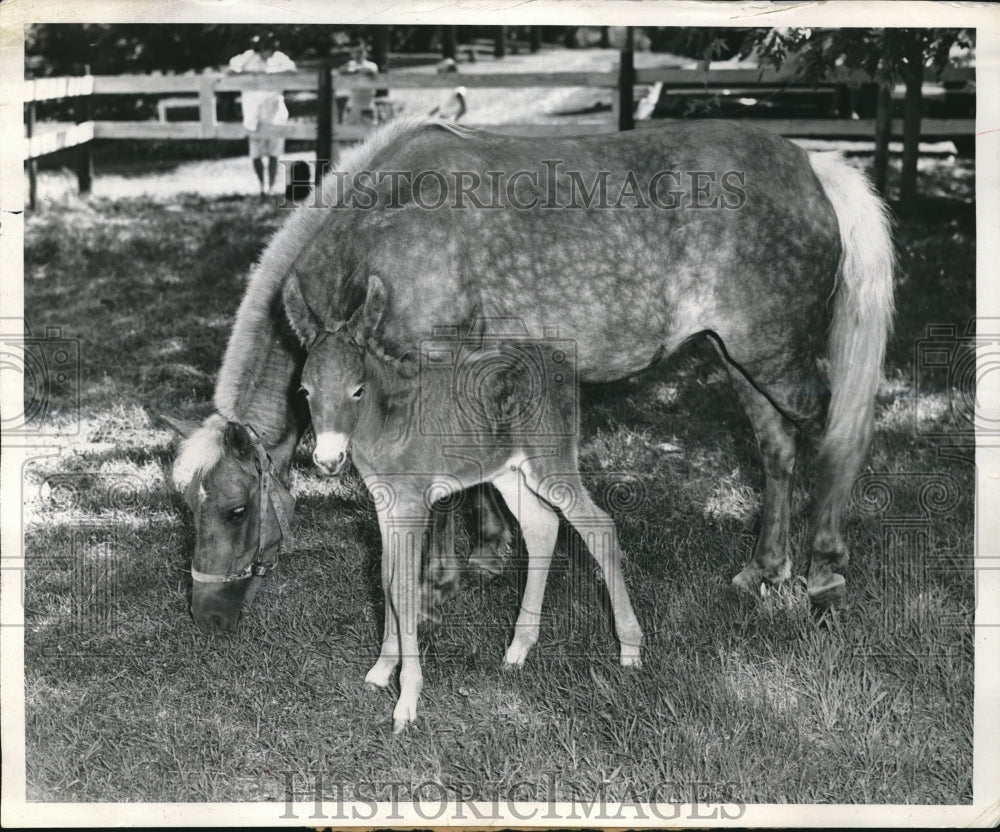 1953 Press Photo Shetland Pony Gives Birth to Colt with Long Ears- Historic Images