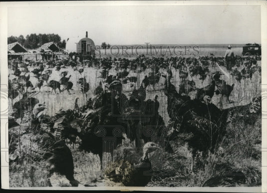 1939 Press Photo Flockmaster TS Taliaferro, Jr attending to his herd of Turkey- Historic Images