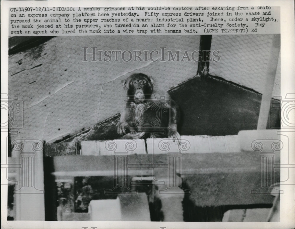 1951 Press Photo A monkey escaping his enclosure before delivery in Chicago