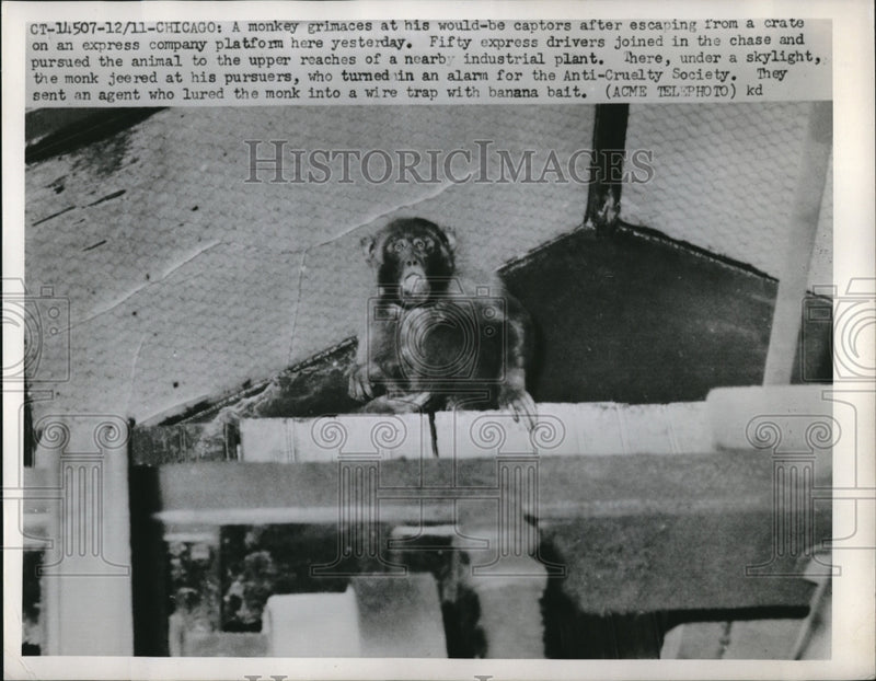 Load image into Gallery viewer, 1951 Press Photo A monkey escaping his enclosure before delivery in Chicago
