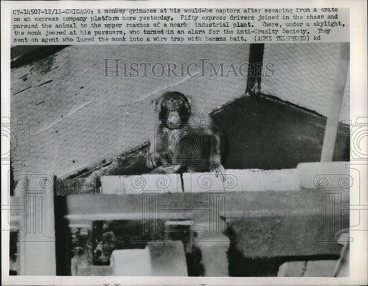 1951 Press Photo A monkey escaping his enclosure before delivery in Chicago