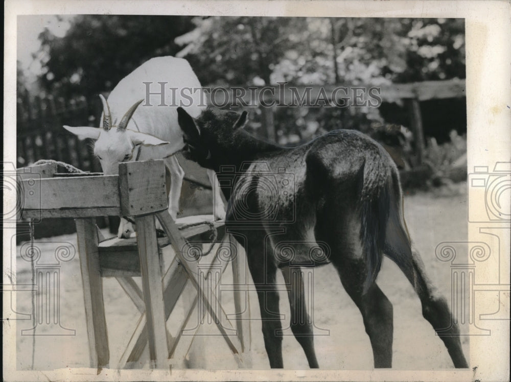 1944 Press Photo Mule Baby Feeding From Goat- Historic Images