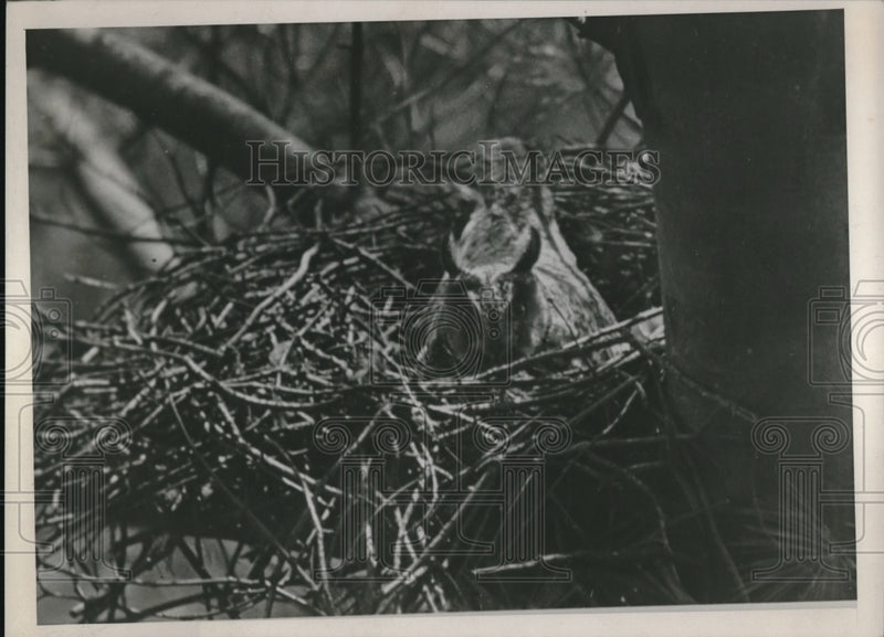 Load image into Gallery viewer, 1939 Press Photo Owl Bird Animal
