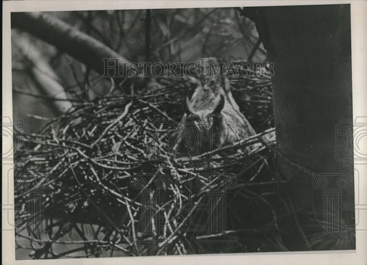 1939 Press Photo Owl Bird Animal