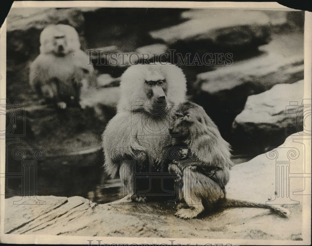 1927 Press Photo Baboon Mother Nursing Baby Baboon at London Zoo- Historic Images