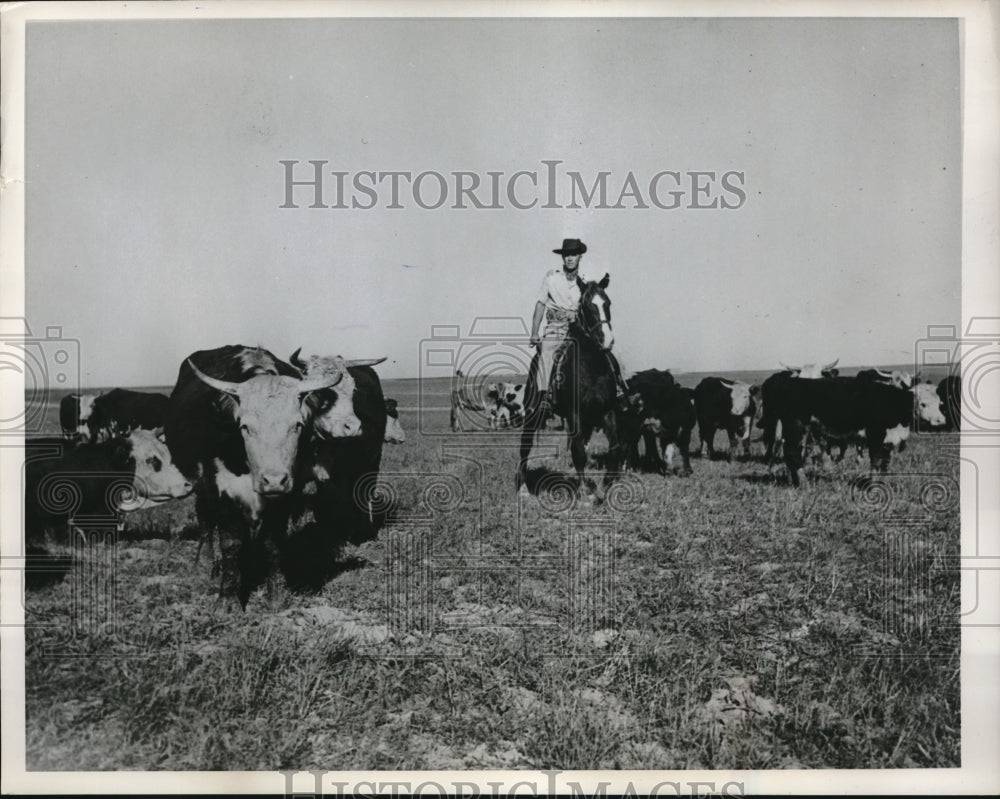 1956 Press Photo Zeev Ram  Israeli Cowboy Herds Cattle On Horse at Nirim- Historic Images