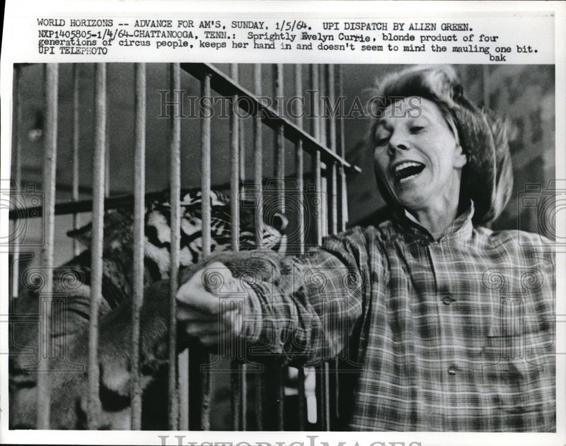 Load image into Gallery viewer, 1964 Press Photo Chattanooga Tennessee Evelyn Currie Tiger Zoo
