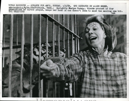 1964 Press Photo Chattanooga Tennessee Evelyn Currie Tiger Zoo