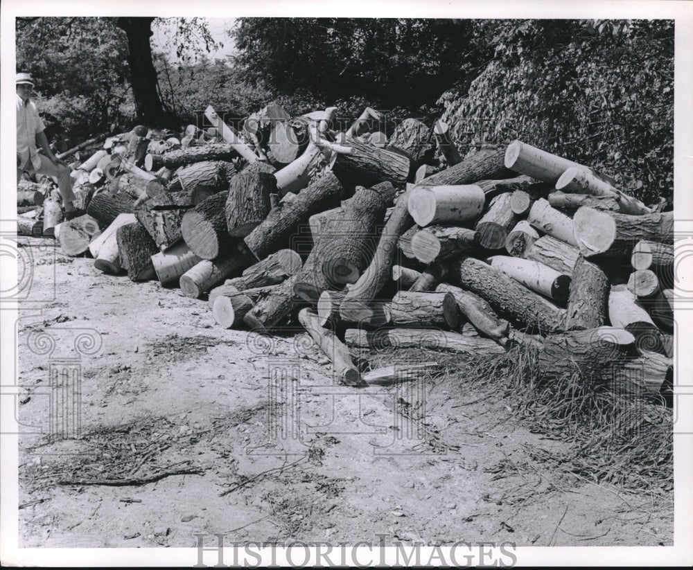 1969 Press Photo Load of wood from storm