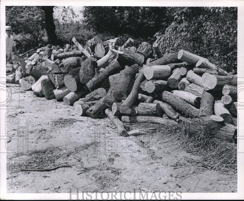 Load image into Gallery viewer, 1969 Press Photo Load of wood from storm
