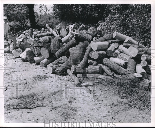 1969 Press Photo Load of wood from storm
