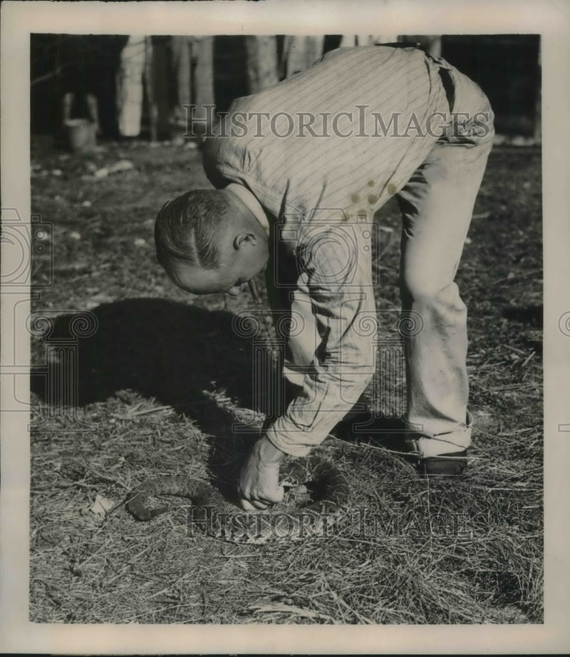 Load image into Gallery viewer, 1939 Press Photo Al Lunion Picks Up Rattlesnake for Milking
