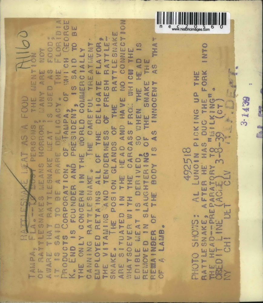 1939 Press Photo Al Lunion Picks Up Rattlesnake for Milking