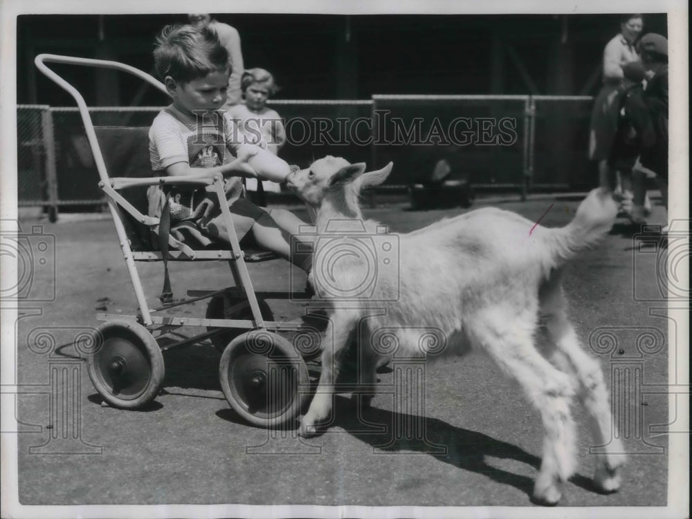 1956 Press Photo Amanda Bright with Baby Goat Children's Zoo in London