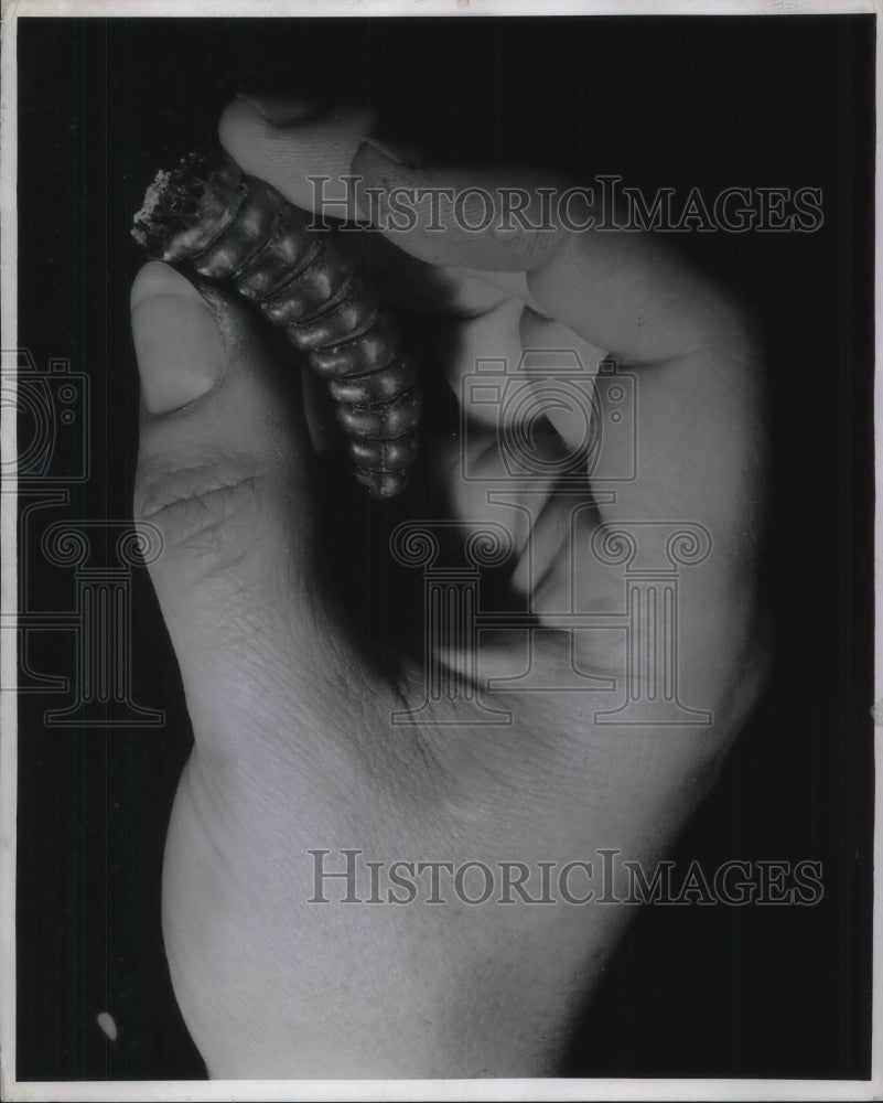 1943 Press Photo Woman Holds Rattlesnake Tail