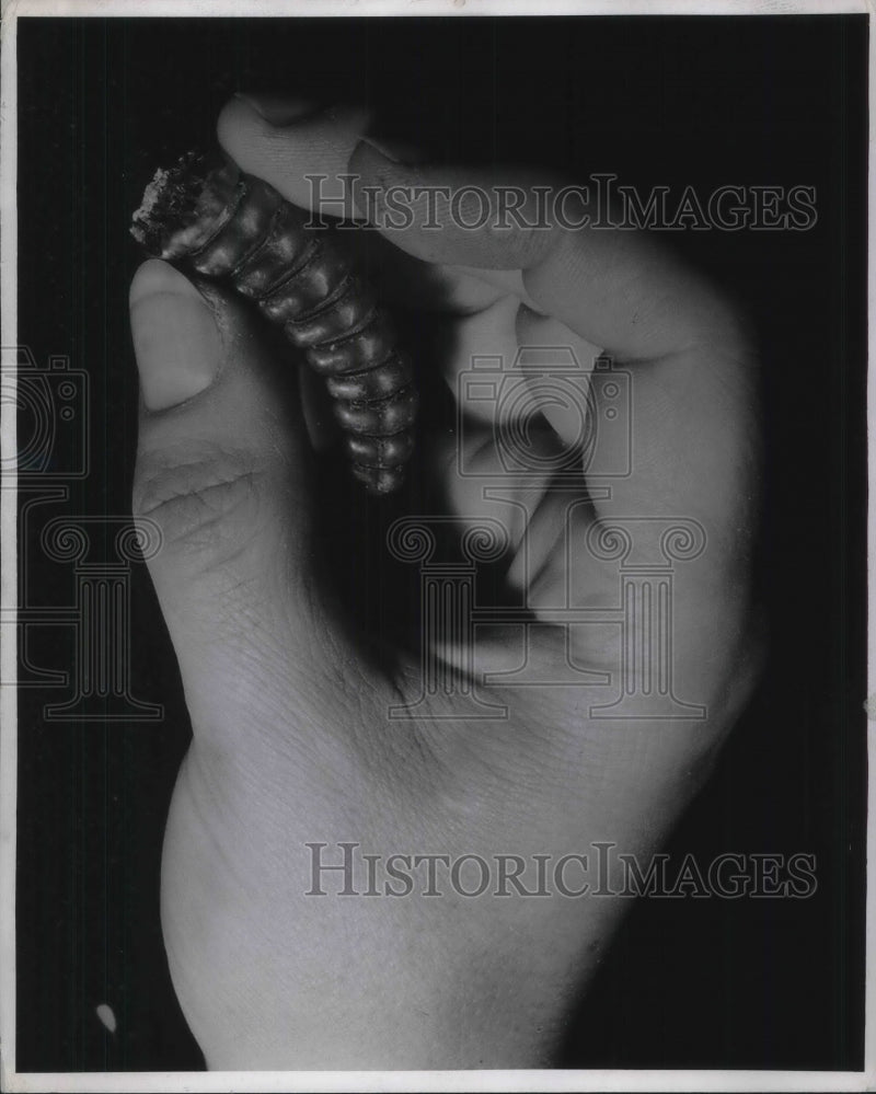 Load image into Gallery viewer, 1943 Press Photo Woman Holds Rattlesnake Tail

