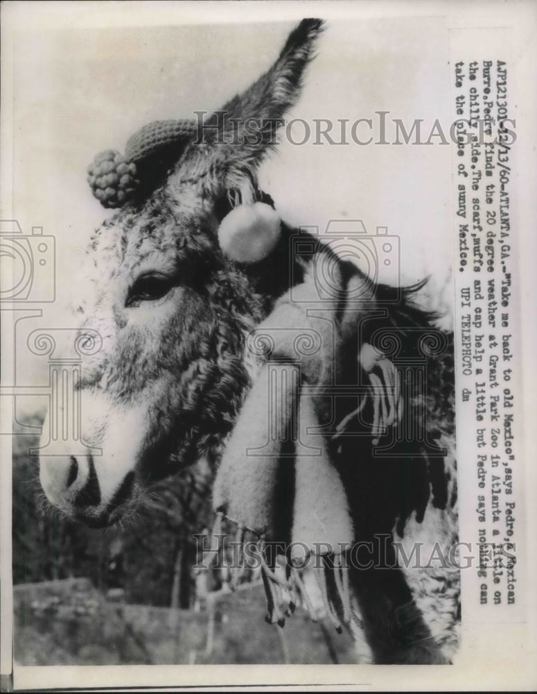 1960 Press Photo Pedro K Mexican Burro, finds 20 degree weather too chilly- Historic Images