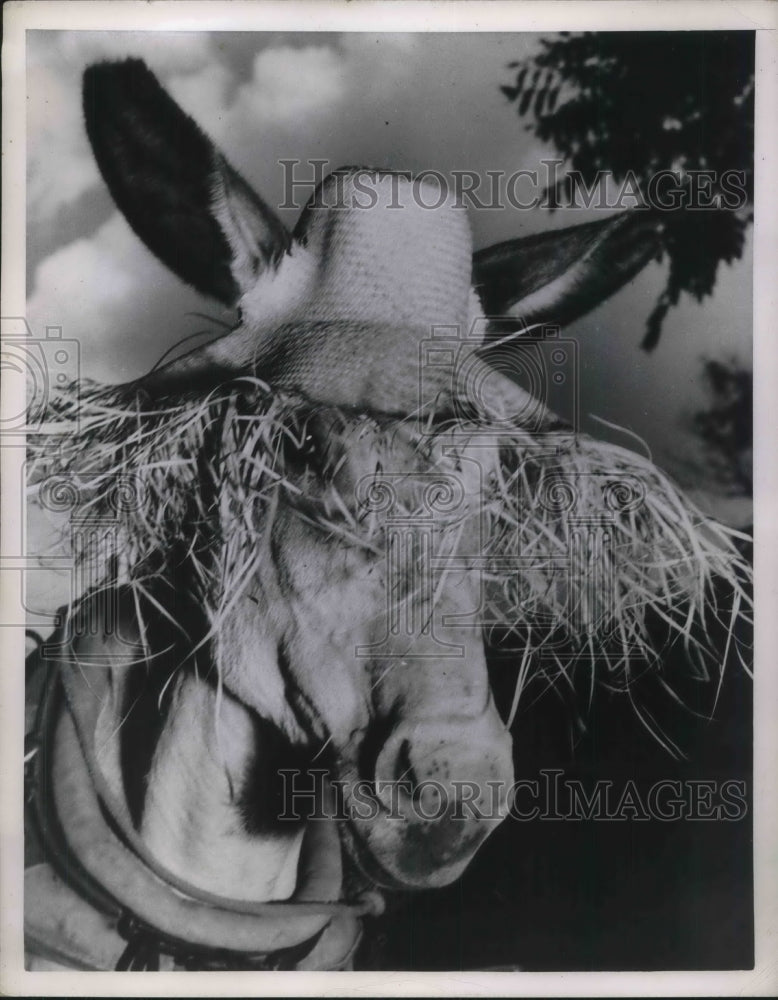 Press Photo Burro
