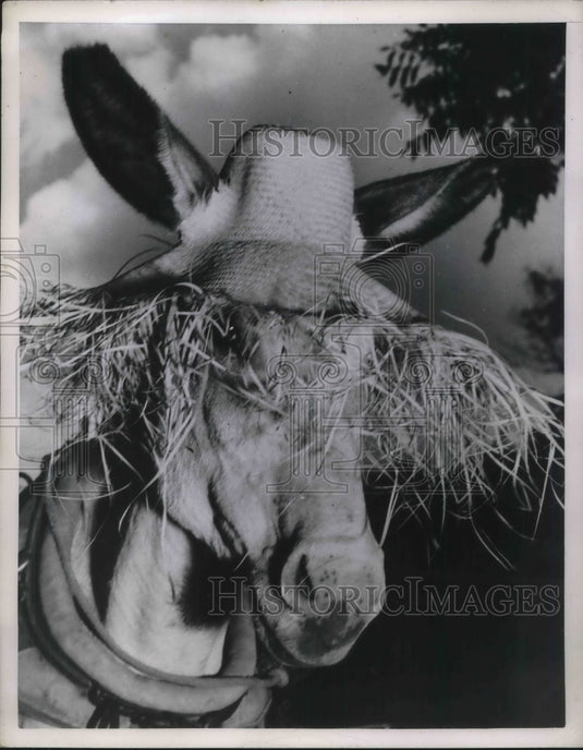 Press Photo Burro